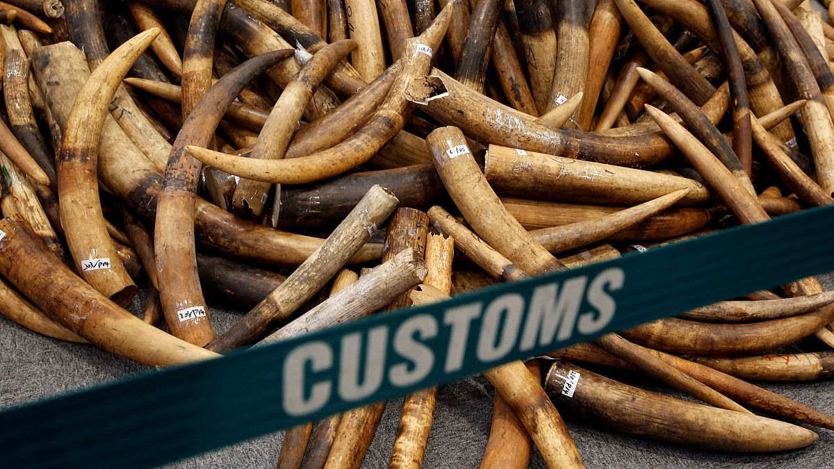 Ivory tusks seized by Hong Kong customs
