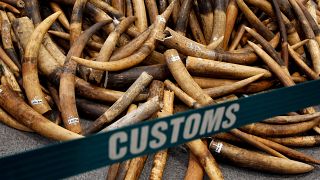 Ivory tusks seized by Hong Kong customs