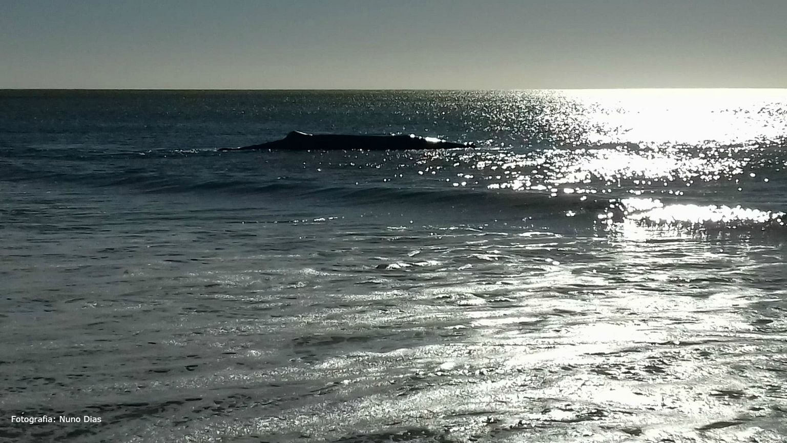 Encontrada morta baleia que encalhou em Monte Gordo