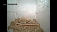 Es wurde nur 26 Tage alt: Berliner Eisbär-Baby ist tot