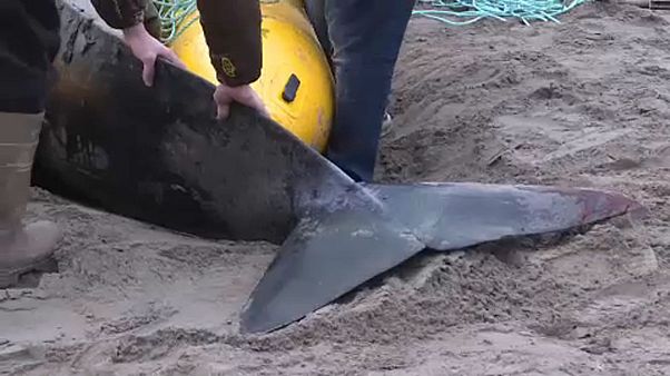 Gömbölyűfejű delfint mentettek Kanadában Gömbölyűfejű delfint mentettek Kanadában
