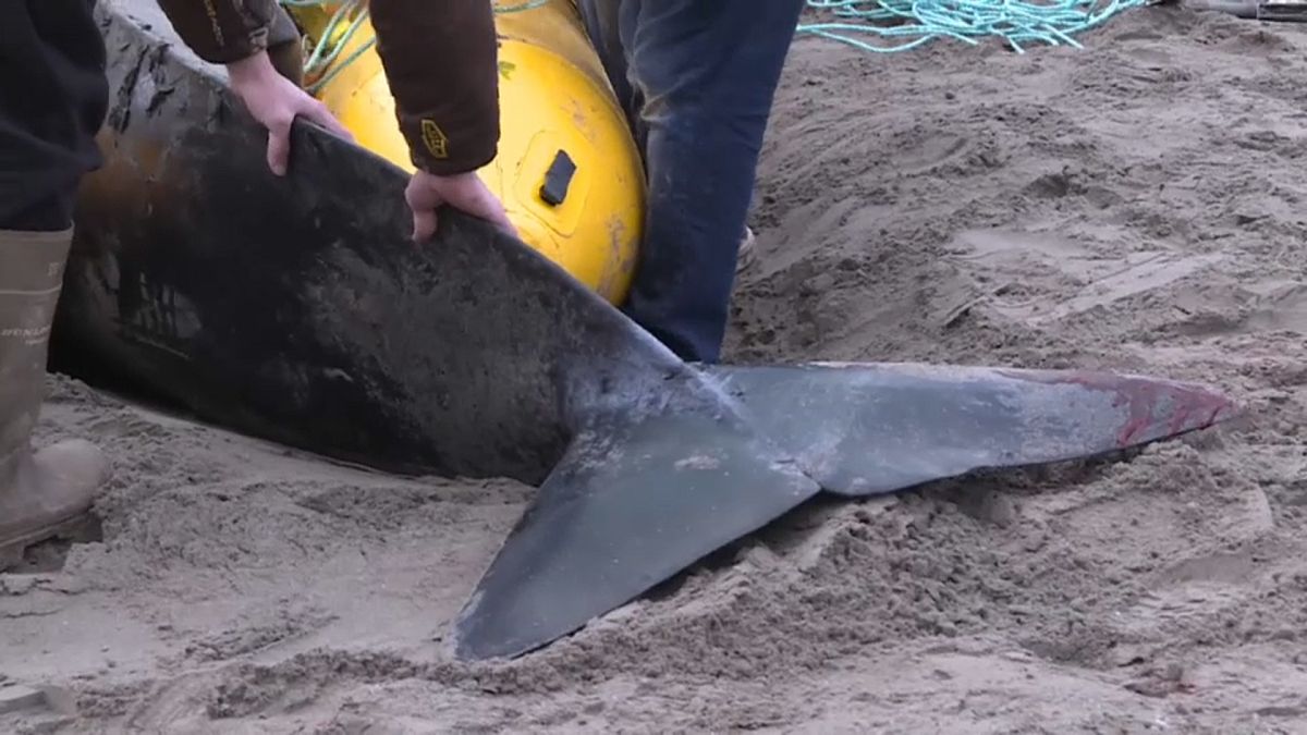 Canada: salvata una balena "pilota" spiaggiata