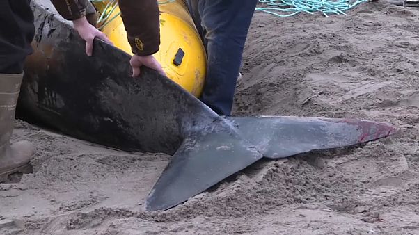 Canada: salvata una balena "pilota" spiaggiata Canada: salvata una balena "pilota" spiaggiata