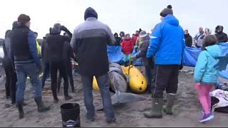 Εθελοντές σώζουν μαυροδέλφινο