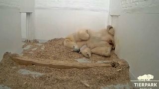 Polar bear mother Tonja with her new female cub at Berlin's Tierpark zoo. 