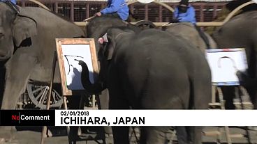 اليابان: الفيلة تكتب وترسم