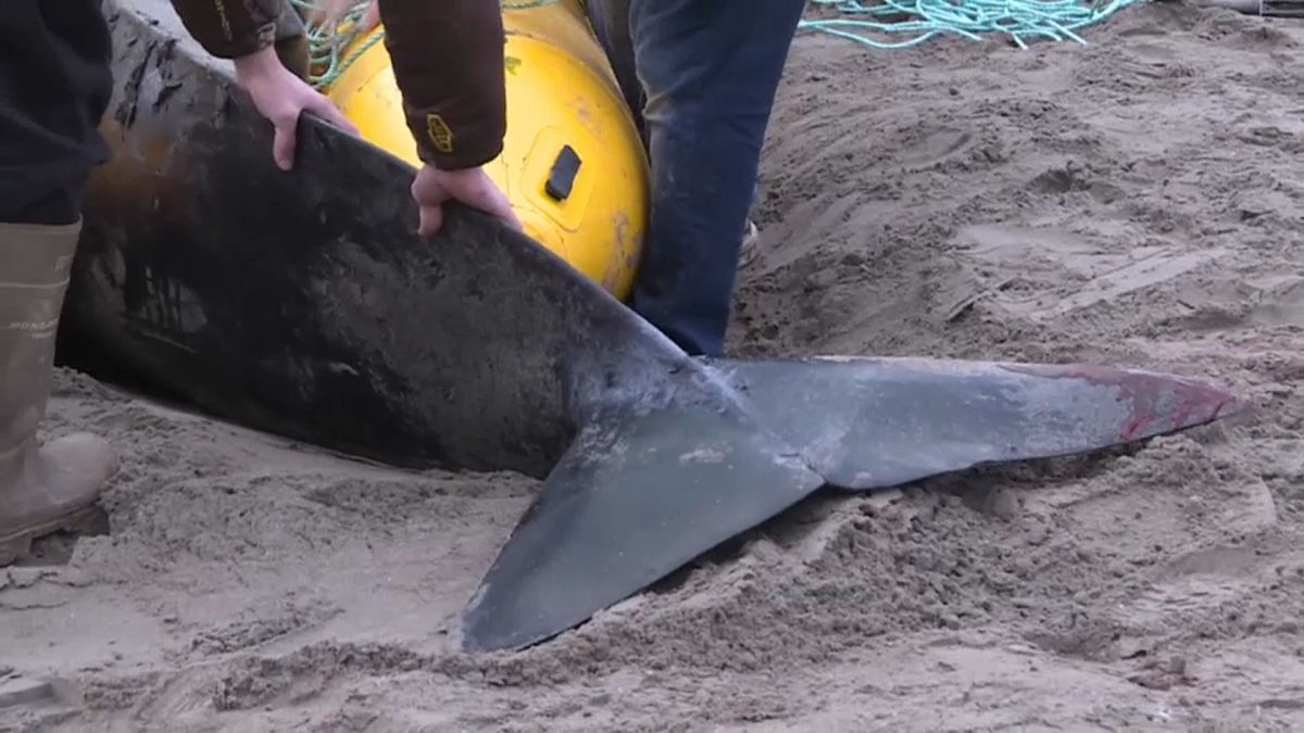 Kanada'da sahile vuran balina kurtarıldı