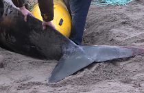 Kanada'da sahile vuran balina kurtarıldı