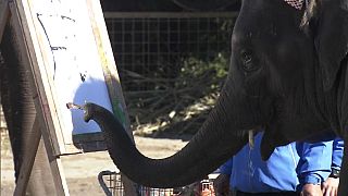 Au Japon, des éléphants savent écrire