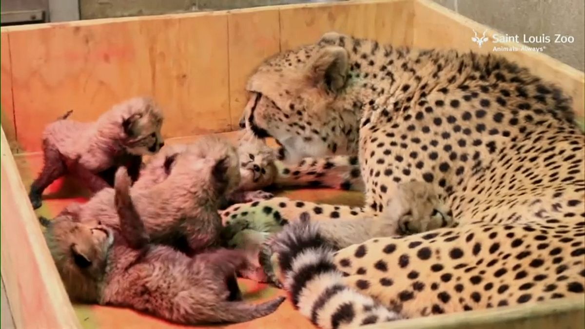 Huit bébés guépards nés dans un zoo