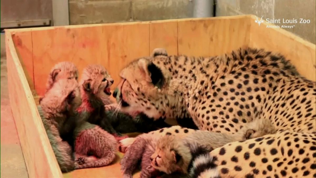 Çita Bingwa 8 yavru doğurdu