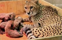 Cucciolata record: otto ghepardini allo zoo di St. Louis