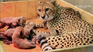 Cucciolata record: otto ghepardini allo zoo di St. Louis