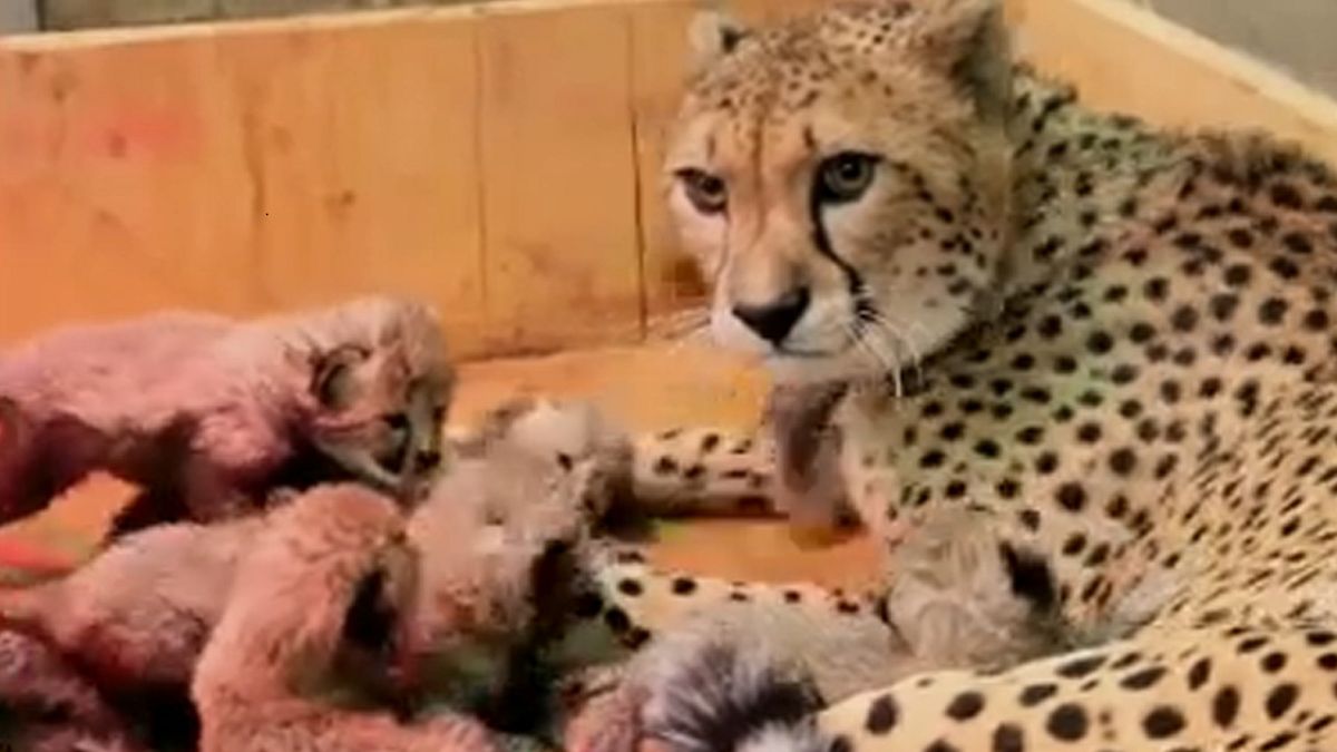 Chita dá à luz oito crias no zoo de Saint Louis