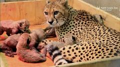 Bedrohte Arten: Acht Geparden-Junge in US-Zoo geboren