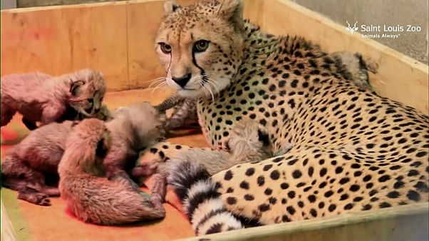 Bedrohte Arten: Acht Geparden-Junge in US-Zoo geboren Bedrohte Arten: Acht Geparden-Junge in US-Zoo geboren