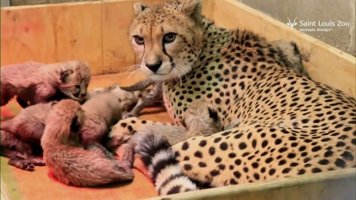Una guepardo dio a luz a ocho cachorros en un zoo estadounidense