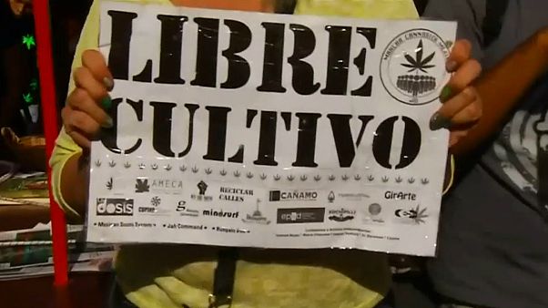"Cultivo de canábis devia ser legalizado na Cidade do México" "Cultivo de canábis devia ser legalizado na Cidade do México"