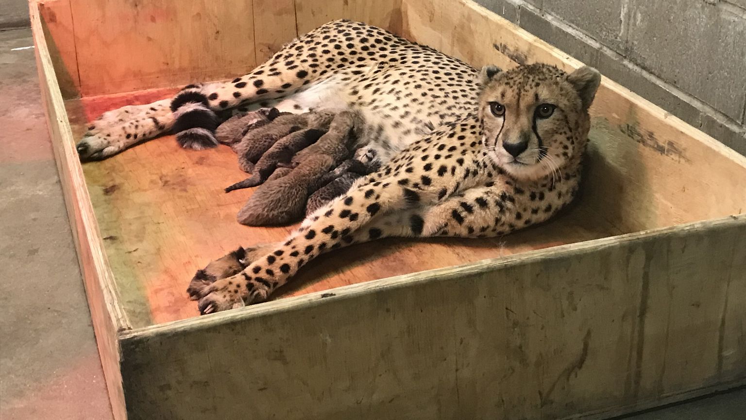 Bingwa and her eight new cubs at the Saint Louis Zoo in Missouri, USA. 