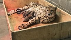Bingwa and her eight new cubs at the Saint Louis Zoo in Missouri, USA. 