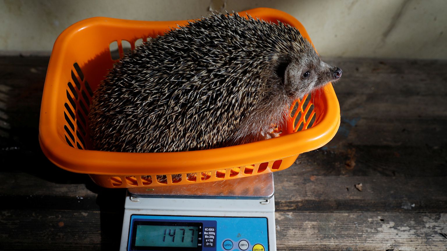 Igel auf Diät: Israels Stacheltiere müssen abspecken