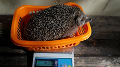 Igel auf Diät: Israels Stacheltiere müssen abspecken