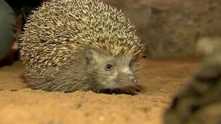 Israel's overweight hedgehogs put on New Year's diets