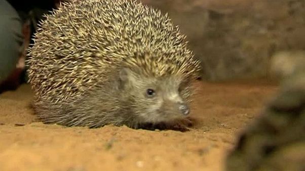 Israel's overweight hedgehogs put on New Year's diets Israel's overweight hedgehogs put on New Year's diets