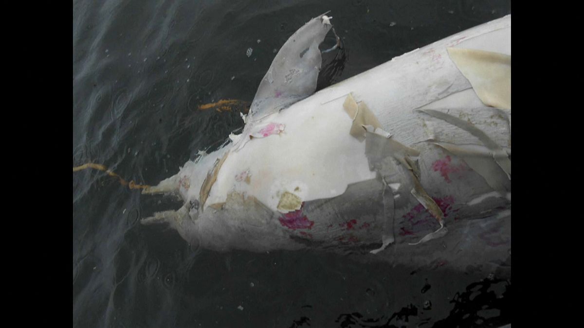 Tömegesen pusztulnak a delfinek Braziliánál