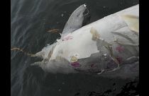Tömegesen pusztulnak a delfinek Braziliánál