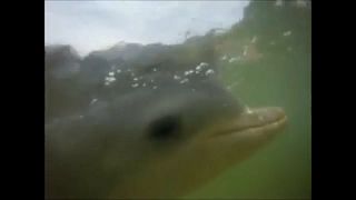 Dezenas de golfinhos mortos no Brasil