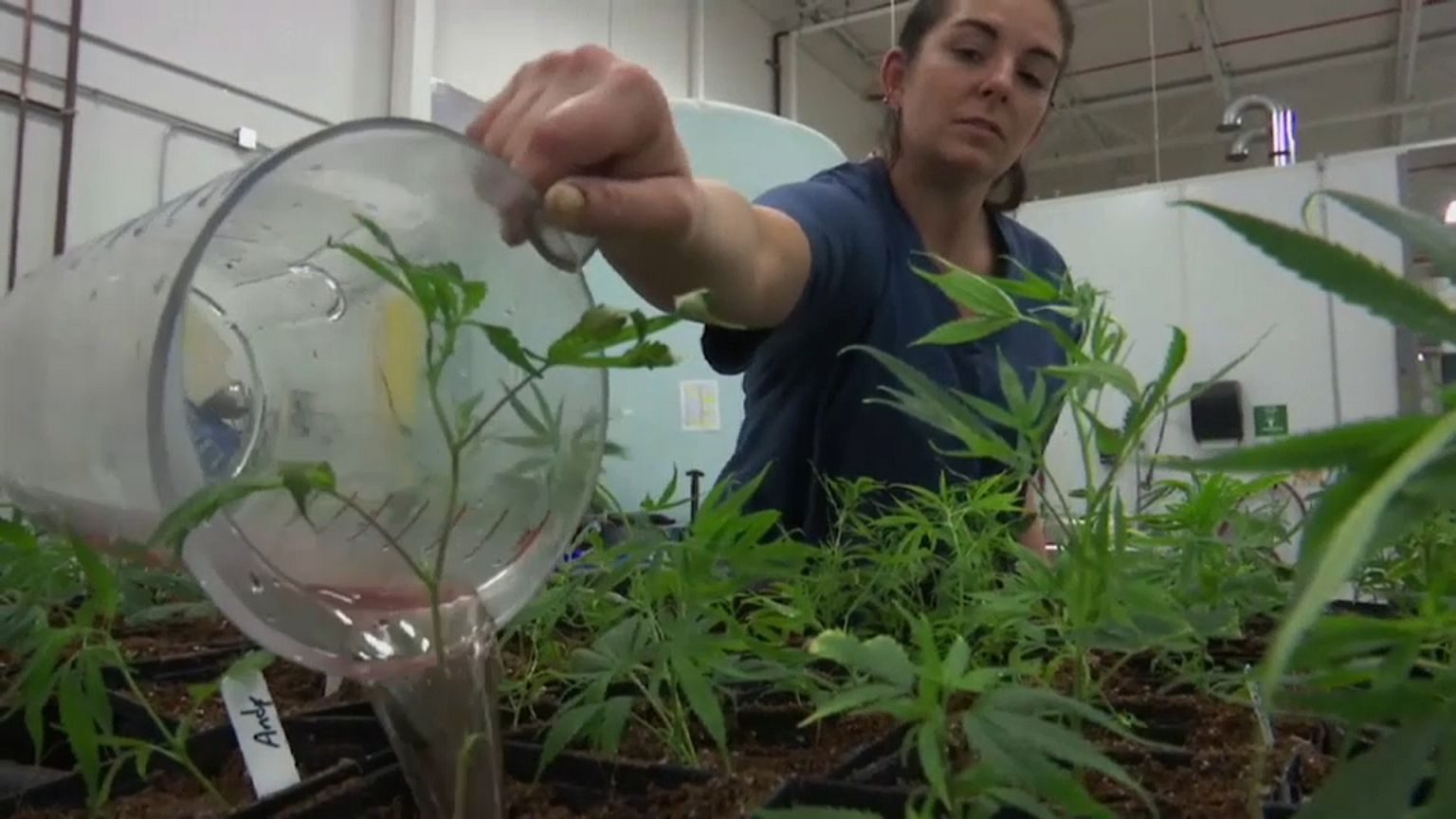 Sessions targets California as rollback of legalised cannabis begins