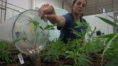 Sessions targets California as rollback of legalised cannabis begins
