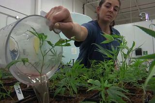 Sessions targets California as rollback of legalised cannabis begins