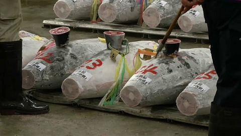Tokyo tuna fetches nearly 250,000 at auction