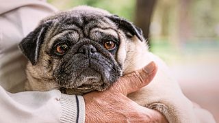 Belgium considers law to allow owners to be buried with their pets