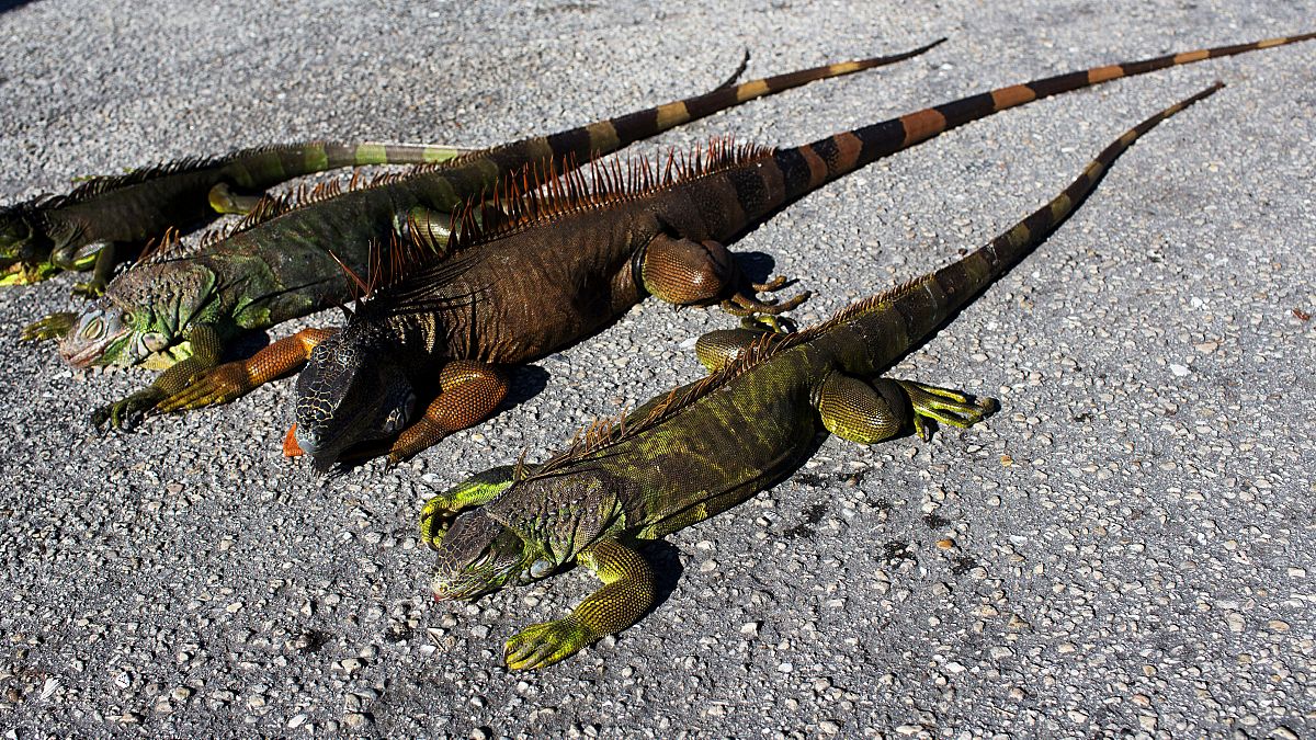 Florida residents share images of frozen iguanas after cold snap