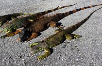 Florida residents share images of frozen iguanas after cold snap