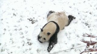 Зимние забавы панд