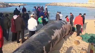 Gigászi bálnatetem az egyiptomi partoknál