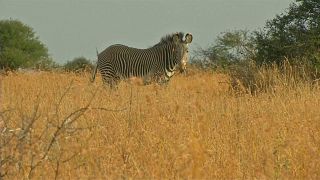 Naturschutz in Kenia: Zählung von Zebras und Giraffen
