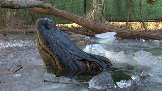 Crocodilos dão 'lição de sobrevivência' na vaga de frio nos EUA