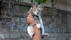 Власти Бельгии решили кастрировать всех котов