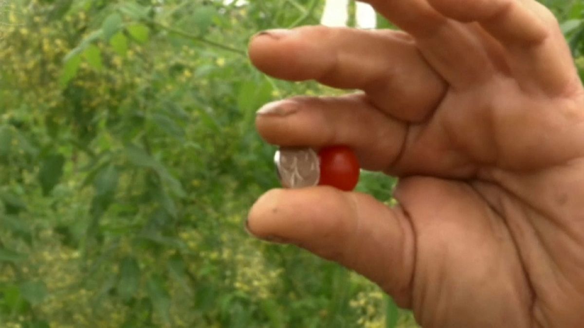 أصغر طماطم في العالم .. صناعة إسرائيلية