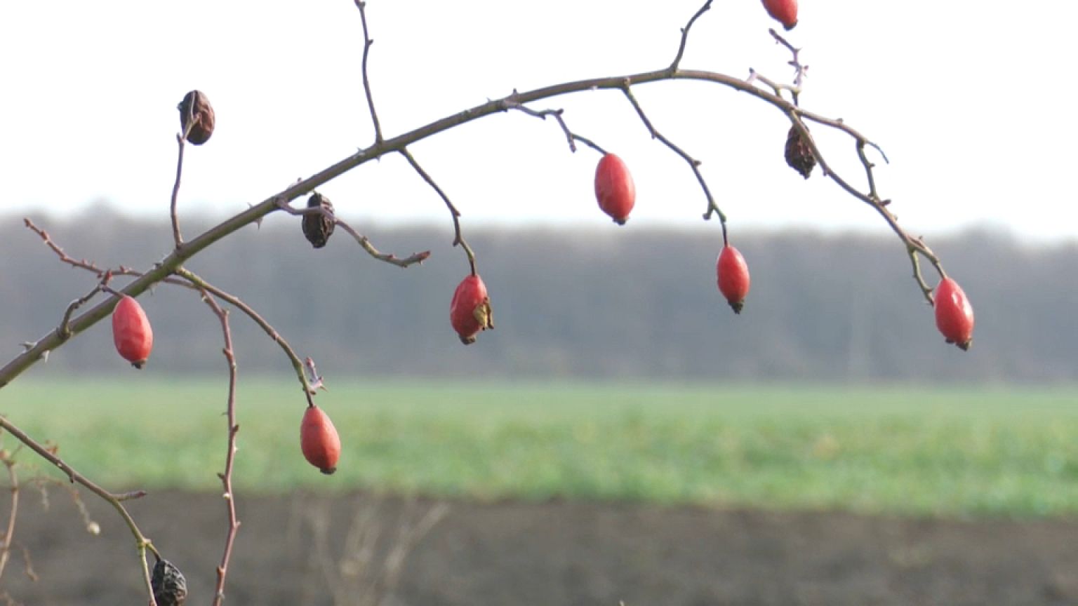 En Hongrie, l'hiver chamboulé