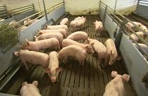 'Alarming' African Swine Fever creeps closer to Germany