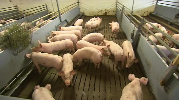 'Alarming' African Swine Fever creeps closer to Germany 'Alarming' African Swine Fever creeps closer to Germany