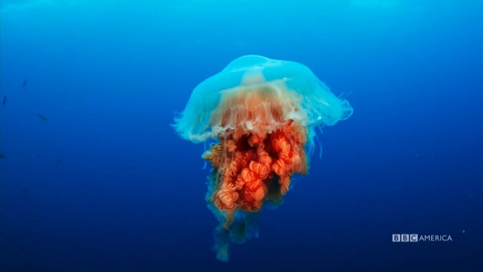 "Blue Planet II", un documentaire à couper le souffle
