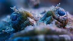 Blue Planet II: Erfolgreiche Dokumentarserie startet in den USA