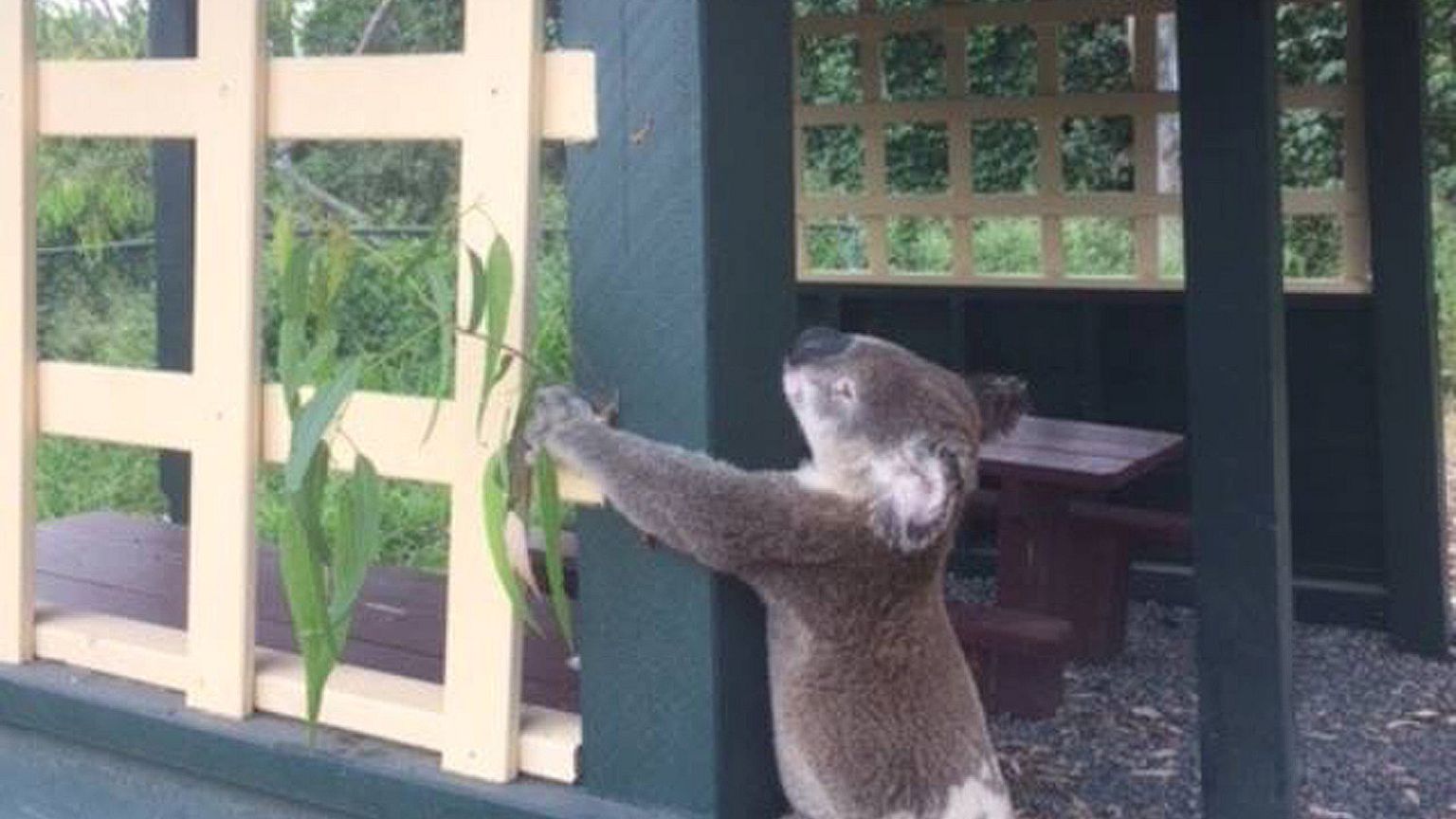 Foto des toten Koala